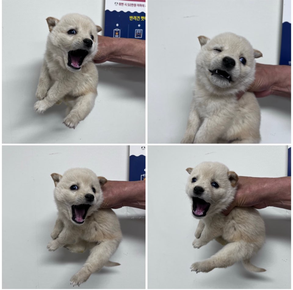 천안시유기동물보호소_444449202301182